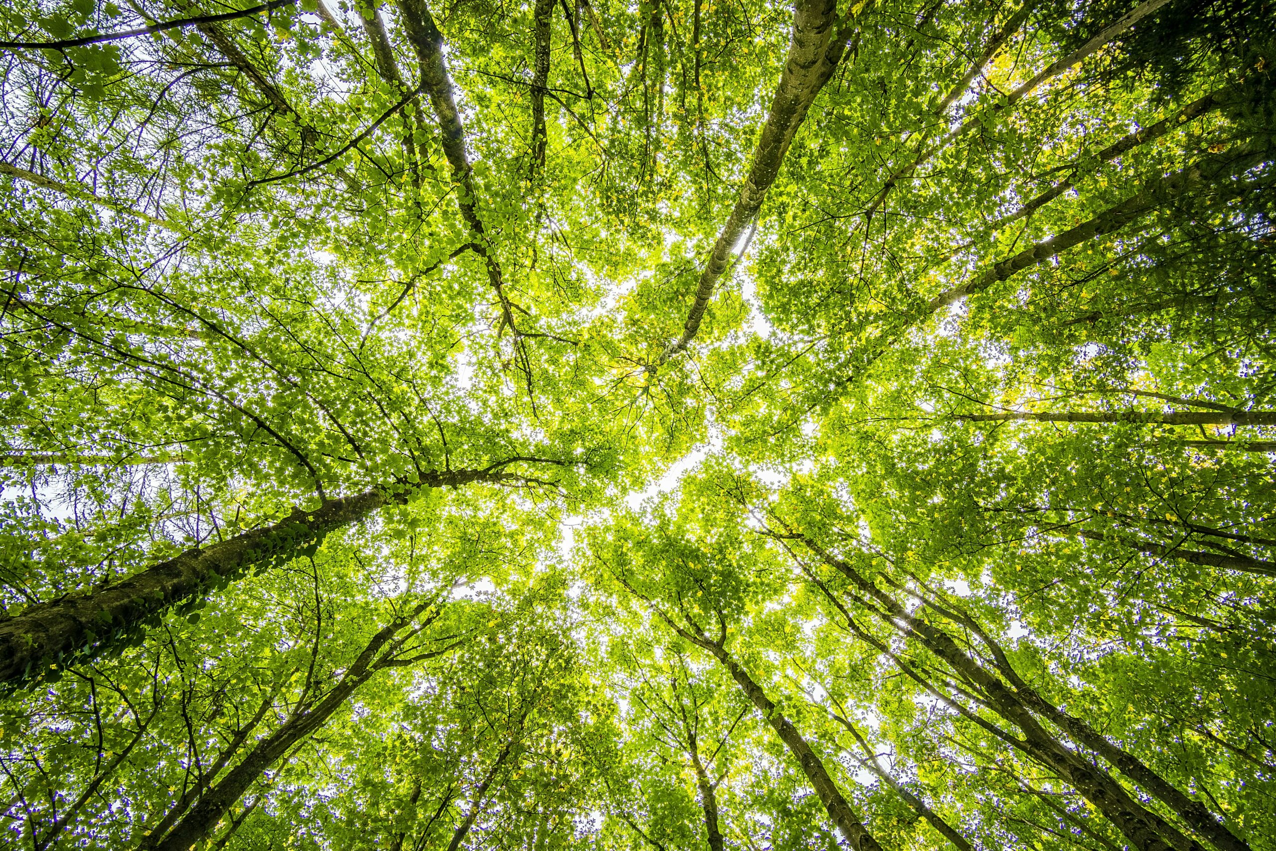 La nature soignante